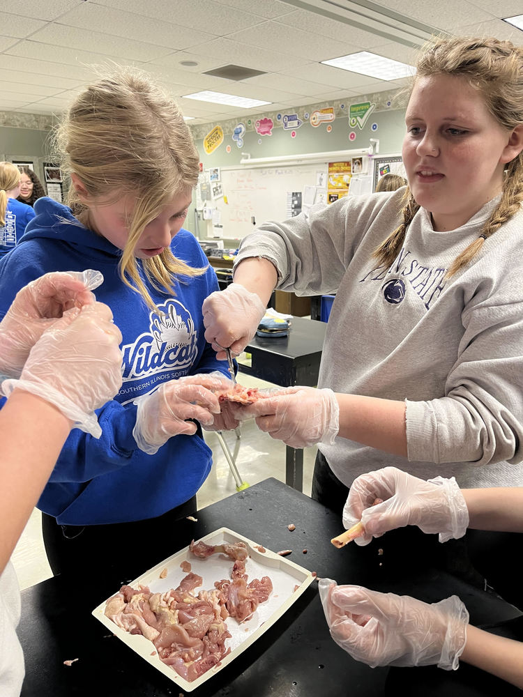 7th Grade Science Dissecting Chicken Legs to study Muscle Skeletal System